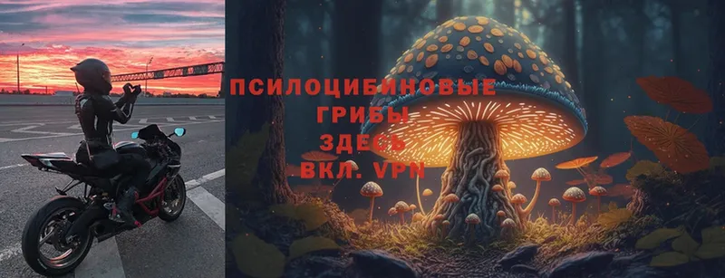 дарнет шоп  Калач  Галлюциногенные грибы Magic Shrooms 